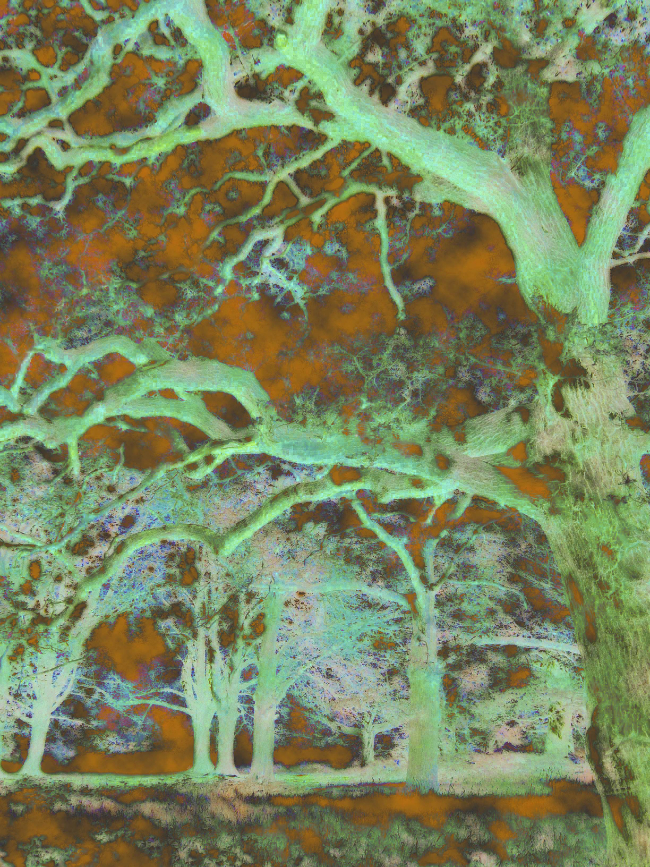 Trees Reformed Digital Print